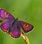 Close-up of Lycaena helle, the violet copper, is a butterfly of the family Lycaenidae.